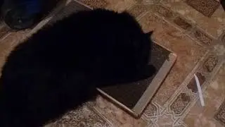 Буся рад КогтеДралке