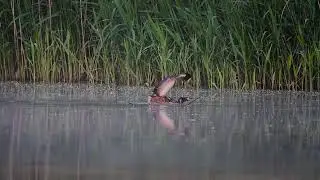 Potápka roháč při stavbě hnízda