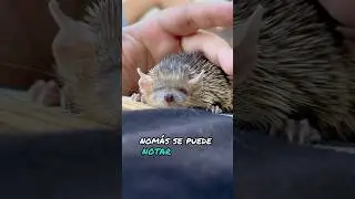 Tenrec erizo menor 🦔(echinops telfairi)