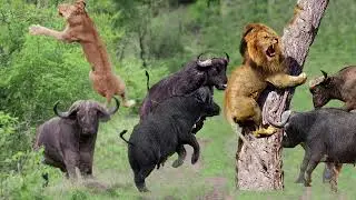 Buffalo Can KILL LION? Top 3 Moment Stupid Lions Attack Prey - Lion vs Wildebeest, Buffalo, Rhino