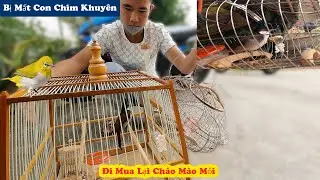 Đột Ngột Bị Mất Chim Khuyên Và Đi Mua Lại Chim Chào Mào Mồi Gìa Của Cu Em // Chiến Ơi