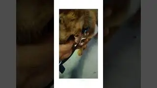 alpha Bruno 🐶