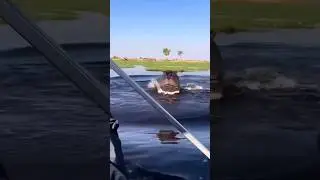 Бегемот: самое опасное животное Африки