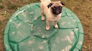 Pug in the sand