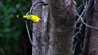 坎頂鄉的黃鸝Oriolus chinensis  （2024 11 05）