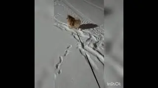 Вечерняя прогулка шпицули