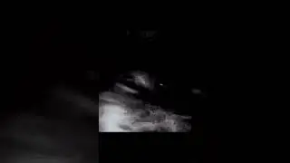 Кот Fnaf 