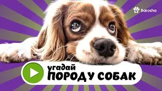 👌 Dog Breed Quiz 👌 Guess the Dog Breed 👌