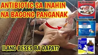 KAILANGAN BA  ANG ANTIBIOTIC SA BAGONG PANGANAK NA INAHIN? ILANG BESES BA?@mangungumatv8418