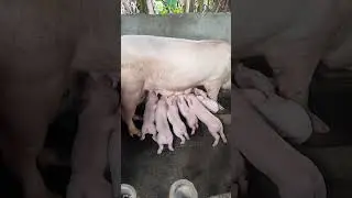 Hog Raiser