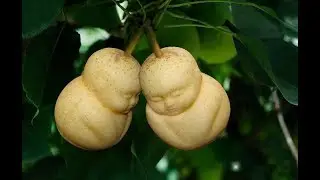 Top 10 Pictures of Fruit Mould In China