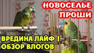 ВРЕДИНА ЛАЙФ | ОБЗОР ВЛОГОВ
