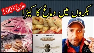 Bakro ke dimagh ka keeda|Ilaj|بکروں کے دماغ کے کیڑے کا علاج