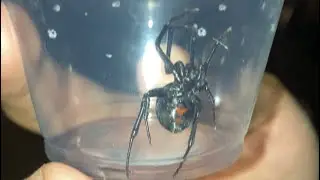 Southern Black Widow VS Baby Tarantula ish