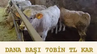 CROSSBREEDING COST CALCULATION WITH MEAT BREEDS - LISTEN CAREFULLY UNTIL THE END! 