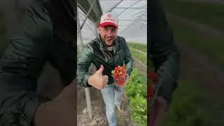 Что творится с клубникой?? Ивлев в шоке от кубанской клубники!! #кубанскаяклубника #клубникадома