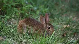 Backyard Baby Bunny   HD 1080p