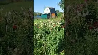После ночных кошмаров особенно красиво в саду ...