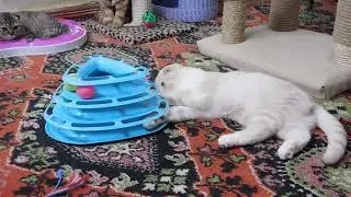 DSCN8520 Вислоухие котята