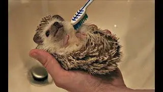 Pamper Your Hedgehog