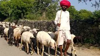 Rajasthani bhed ka jhund safar ke shath