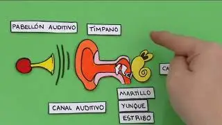 Cómo funciona el oído
