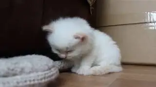 beautiful small cat II new funny