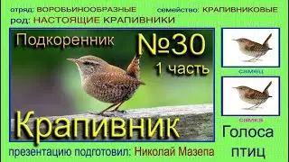 Крапивник. 1 часть Настоящие крапивники. Голоса птиц