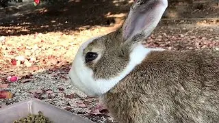 Rabbit: 