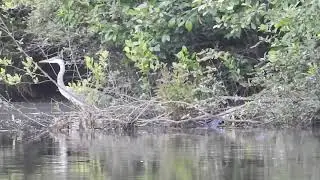 Great Blue Heron fledged, in water pt 3