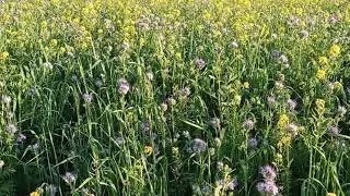 3   Эксперимента с сидератом на одном участке