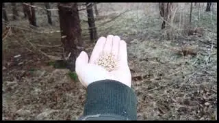 Hand feeding black-capped chickadees and red-breasted nuthatch
