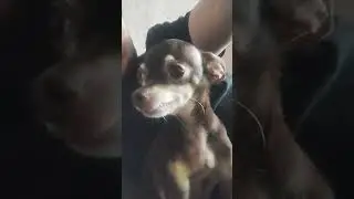 Евгенич и Зевс