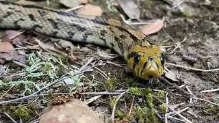 culebra de escalera (Zamenis scalaris)
