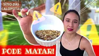 MIX DE SEMENTES PARA CALOPSITA