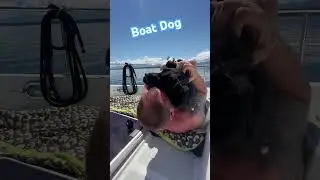 This Boat Dog is such a good cruising Pal! #nordhavn40 #boatdog #6weekcruise #vancouverisland