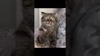 #кот #наркота #лол #lol