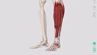 Foot  - Yoga Anatomy of the Feet