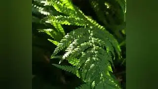 scottish flora & fauna I contemporary photography I wonderland