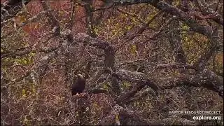 Decorah North Nest 10-31-24 A quick glimpse at a golden?