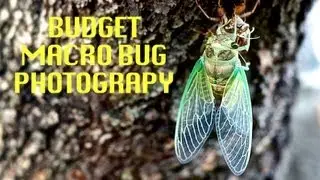 Macro Monday: Macro Insect Photography