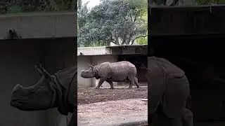 Носорожик 😍 