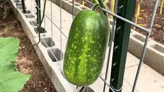 这种冬瓜最适合夏天不热光照不足的地方种植了