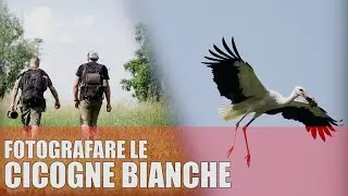 FOTOGRAFARE LE CICOGNE - Fotografia naturalistica in Italia