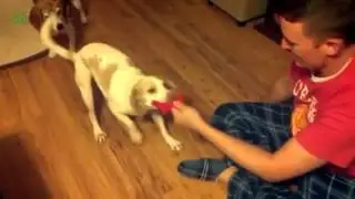 Смешные, забавные животные