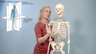 Anatomiske plan og posisjoner