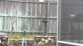 Bird bathing in a bird bath