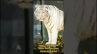 #harimauputih #prabusiliwangi  harimau putih