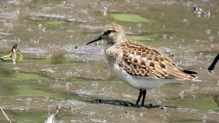 Least Sandpipers. Smallest Shorebirds #birdwatching #birds