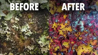 I Tried UV Fluorescence Macro Photography For The First Time